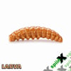 SPIINX LARVA 35MM 14P PEYNİR COFFEE 24