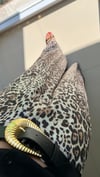 Leopar Desen Kemerli Tok Saten Pantolon 2517460