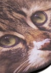 Kağıthane Yelpaze-Tekir Kedi