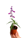 2li Begonia Rex Set