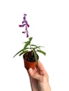 2li Begonia Rex Set