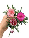 3 Adet Karışık Renk Karanfil Dianthus
