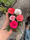 3 Adet Karışık Renk Karanfil Dianthus