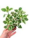 Adaçayı Kokulu Plectranthus Madagascariensis Variegata ‘Lynne'
