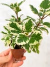 Adaçayı Kokulu Plectranthus Madagascariensis Variegata ‘Lynne'