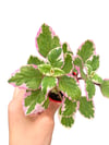Adaçayı Kokulu Plectranthus Madagascariensis Variegata ‘Lynne'