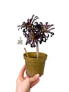 Aeonium Arboreum Sukulent