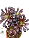 Aeonium Arboreum Sukulent