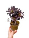 Aeonium Arboreum Sukulent