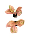 Aglaonema 'Apple Fantasy'