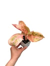 Aglaonema 'Apple Fantasy'