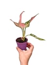 Aglaonema 'Dud Unyamanee'