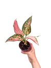 Aglaonema 'Dud Unyamanee'
