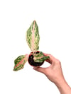 Aglaonema 'Pink Panama' Fide
