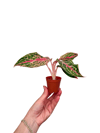Aglaonema 'Pink Panama' Fide