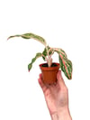 Aglaonema 'Pink Panama' Fide