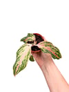 Aglaonema 'Pink Panama' Fide