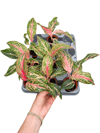 Aglaonema 'Pink Panama' Fide