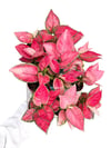 Aglaonema 'Pink Princess' Orta Boy