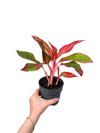 Aglaonema ‘Red Crete'