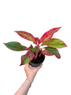 Aglaonema ‘Red Crete'