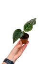 Aglaonema 'Red Line'
