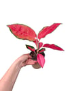 Aglaonema 'Red Star'