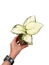 Aglaonema ‘White Joy'