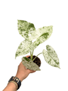 Alocasia 'Batik Variegata' Özel Tür