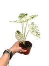 Alocasia 'Batik Variegata' Özel Tür