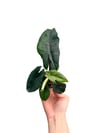 Alocasia Scalprum Mini