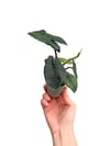 Alocasia Scalprum Mini