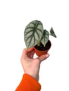 Alocasia Silver Dragon Mini