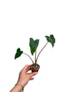 Alocasia Zebrina 'Siberian Tiger'