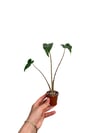 Alocasia Zebrina 'Siberian Tiger'