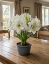 Amaryllis Beyaz Katmerli - Güzel Hatun Çiçeği Soğanı
