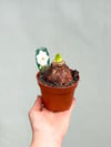 Amaryllis Beyaz Katmerli - Güzel Hatun Çiçeği Soğanı