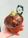 Amaryllis Beyaz Katmerli - Güzel Hatun Çiçeği Soğanı