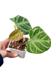 Anthurium Crystallinum | Retro Çiçekçilik