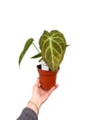 Anthurium Crystallinum