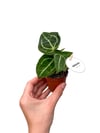 Anthurium Crystallinum Mini