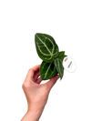 Anthurium Crystallinum Mini