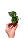 Anthurium Crystallinum Mini