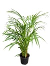 Areka Palmiyesi 60 CM