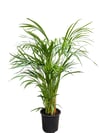 Areka Palmiyesi 60 CM