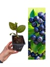 Aronya Fidanı (Chokeberry)