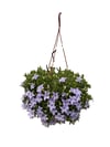Askılı Maviş Çiçeği (Campanula)