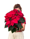 Atatürk Çiçeği Poinsettia Kırmızı
