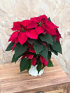 Atatürk Çiçeği Poinsettia Kırmızı