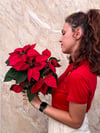 Atatürk Çiçeği Poinsettia Kırmızı